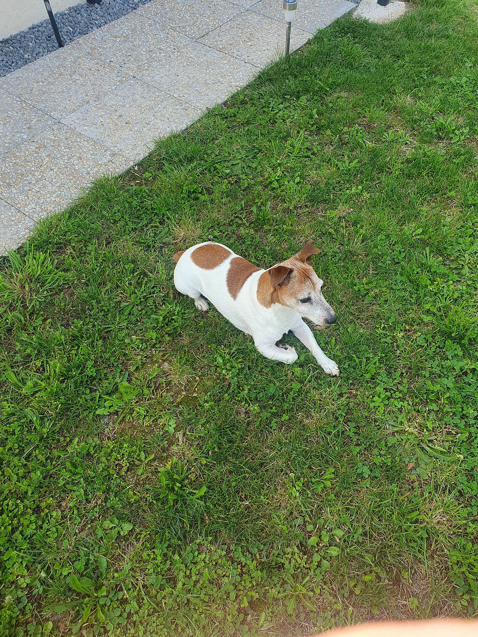 Fox a rejoint le concours — aidez-le/la à gagner de superbes lots ! canidae, carnivore, companion_dog, dog, dog_breed, dog_supply, fawn, flooring, grass, groundcover, lawn, non_sporting_group, plant, puppy, road_surface, sidewalk, sporting_group, tail, working_animal