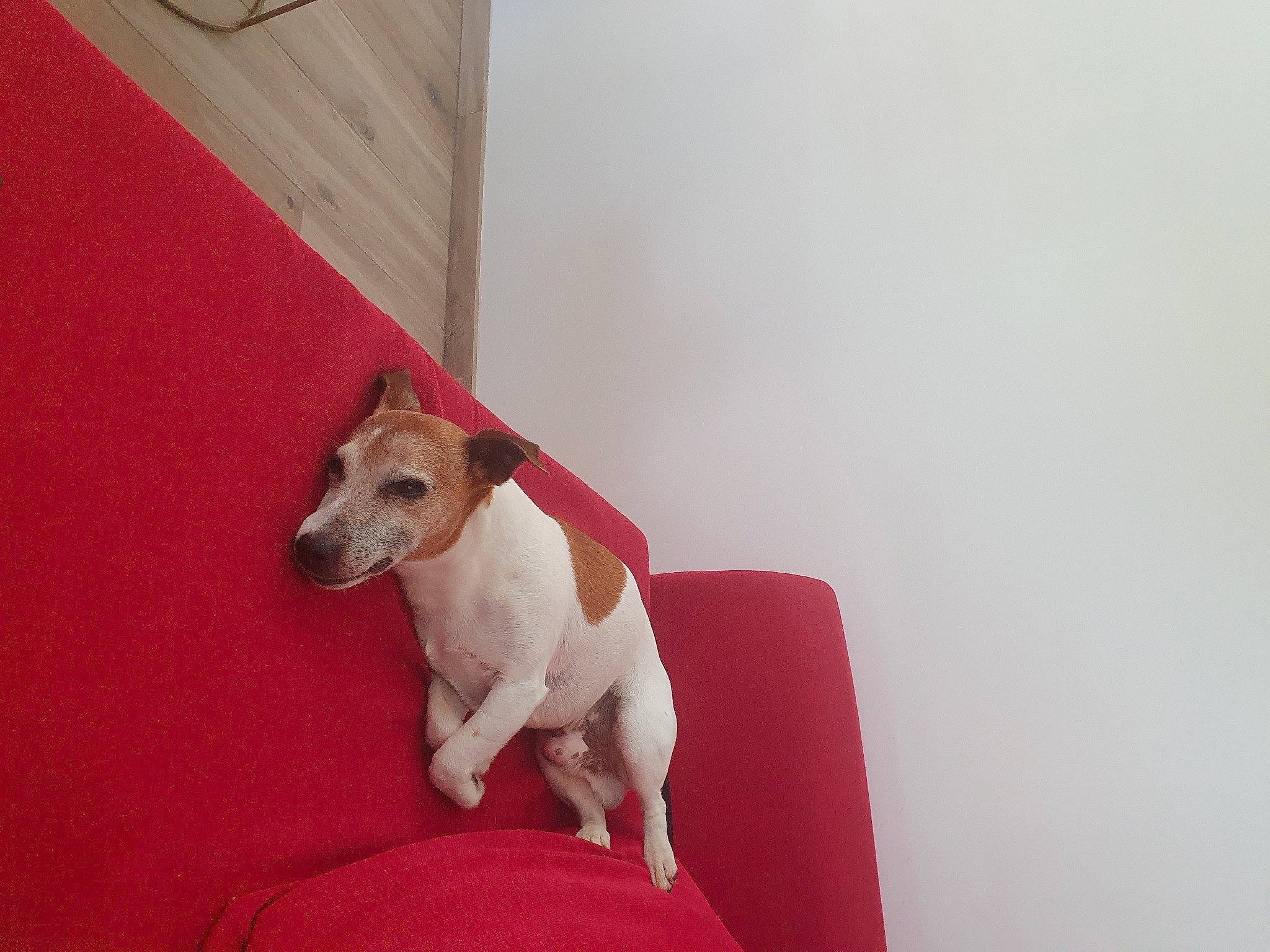 Fox a rejoint le concours — aidez-le/la à gagner de superbes lots ! canidae, carnivore, collar, comfort, companion_dog, dog, dog_breed, dog_supply, fawn, flooring, hardwood, paw, pet_supply, snout, sporting_group, tail, terrier, toy_dog, wood, working_animal