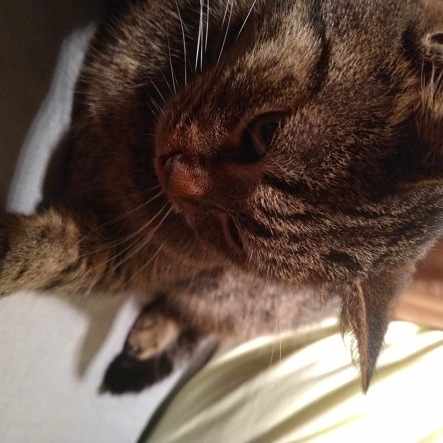 Minette