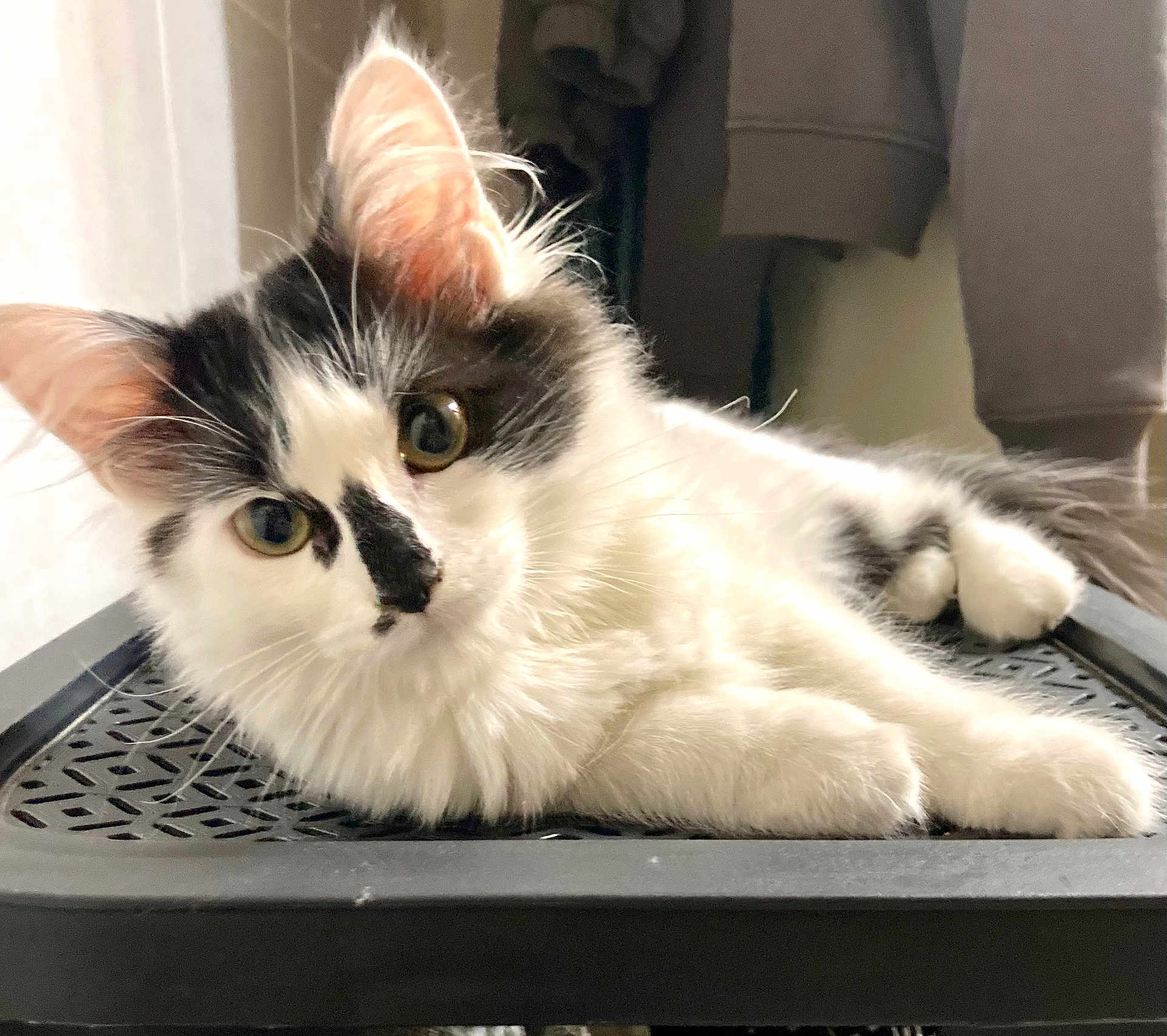 Missy participe au concours pour gagner de l'argent avec cette photo : cat, kitten, fluffy, white, black, fur, whiskers, ears, eyes, laying_down, indoor, curious, pet, animal, close_up, resting, soft, furniture, background, cozy