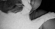 Mr. Tuxedo Pants joined the competition — help win amazing prizes! affection, animal, black_and_white, cat, closeup, companion, cozy, cute, emoji, face, feline, indoor, love, paw, person, pet, portrait, selfie, snuggling, text_overlay