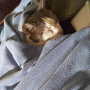 Mr. Tuxedo Pants is registered to the contest to win money with this photo: animal, blanket, blue, cat, comfort, cozy, cute, domestic, feline, fur, head, indoor, nap, pet, relaxing, resting, sleeping, soft, warm, whiskers