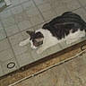 Mr. Tuxedo Pants is registered to the contest to win money with this photo: animal, cat, domestic_cat, doorway, edge, floor, fur, gray, home, indoor, laying, paws, pet, quiet, relaxed, resting, striped, tile, whiskers, white