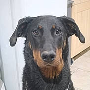 Eiko participe au concours pour gagner de l'argent avec cette photo : dog, black_dog, tan_markings, chain_collar, indoor, kitchen, cabinet, appliance, tile_floor, pet, animal, canine, ears, face, fur, looking_at_camera, sitting, domestic, companion, household