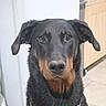 dog, black_dog, tan_markings, chain_collar, indoor, kitchen, cabinet, appliance, tile_floor, pet, animal, canine, ears, face, fur, looking_at_camera, sitting, domestic, companion, household