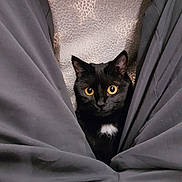 Daisy participe au concours pour gagner de l'argent avec cette photo : cat, black_cat, yellow_eyes, white_patch, carpet, pants, person, legs, indoor, pet, curious, sitting, looking_up, animal, feline, domestic_cat, cozy, close_up, cute, companion