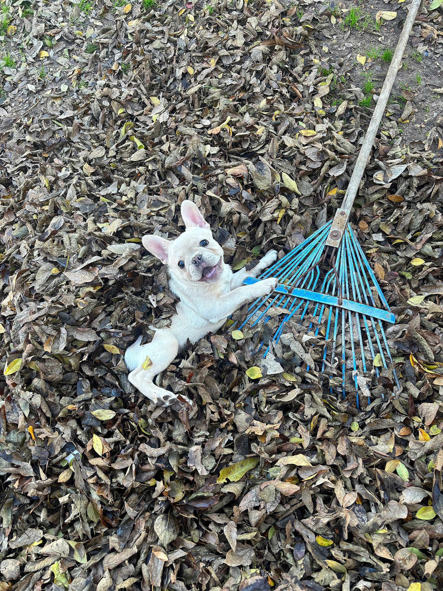Ace is registered to the contest to win money with this photo: dog, puppy, leaves, autumn, rake, playful, outdoor, nature, ground, white_dog, smiling, pet, animal, fall, season, cute, small_dog, leaf_pile, garden_tool, happy
