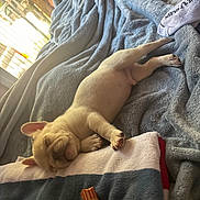 Ace joined the competition — help win amazing prizes! animal, bed, blanket, comfort, cozy, cute, dog, fur, indoor, napping, paw, pet, puppy, relaxing, rest, sleeping, soft, sunlight, towel, young