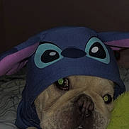 Ace joined the competition — help win amazing prizes! dog, bulldog, costume, hoodie, plush_toy, bed, bedding, indoor, cute, pet, animal, sleepy, cozy, hand, toy, fabric, ears, face, paw, striped