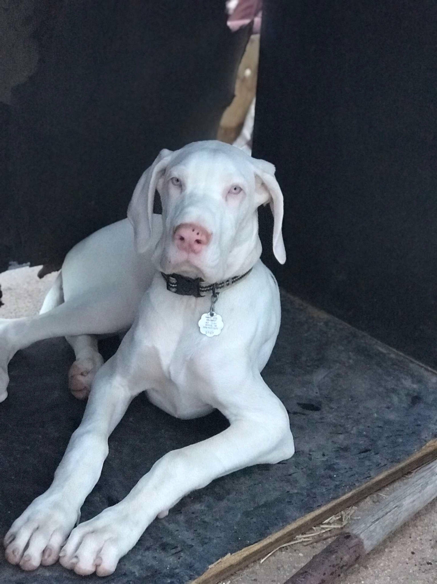 Kaizar is registered to the contest to win money with this photo: art, canidae, carnivore, collar, companion_dog, cordoba_fighting_dog, dog, dog_breed, dog_collar, dog_supply, dogo_guatemalteco, fawn, grey, non_sporting_group, pet_supply, snout, sporting_group, tail, working_animal, working_dog