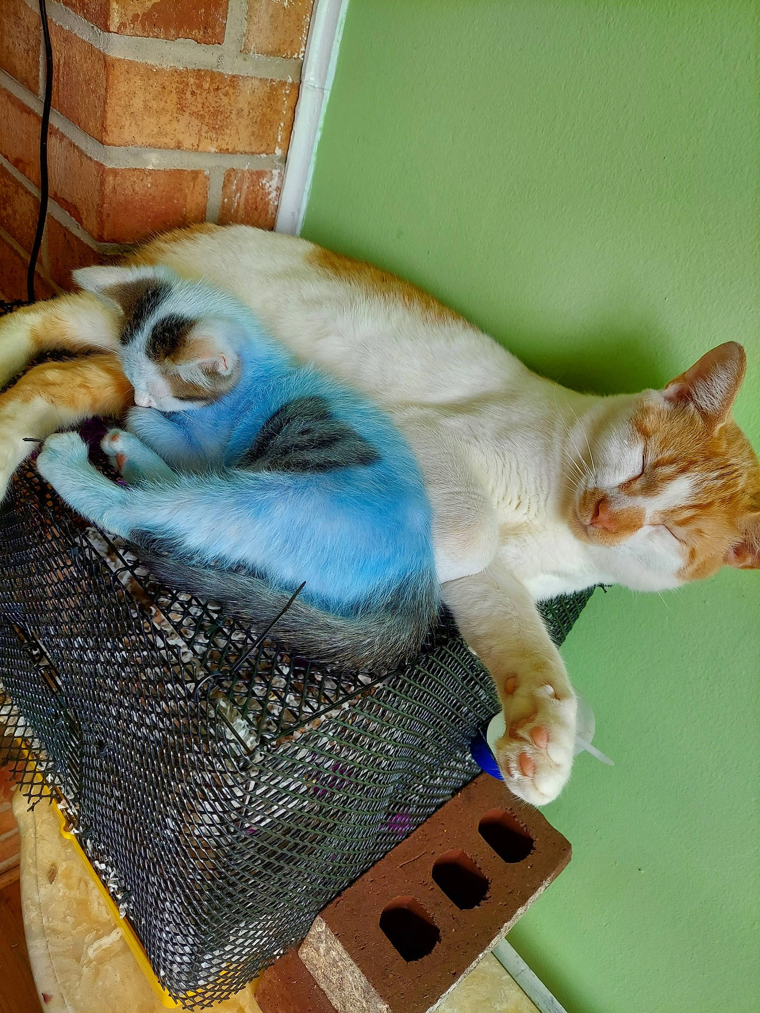 Blueberry joined the competition — help win amazing prizes! aegean_cat, asian, carnivore, cat, claw, domestic_short_haired_cat, european_shorthair, fawn, felidae, german_rex, paw, polydactyl_cat, singapura, small_to_medium_sized_cats, tail, whiskers