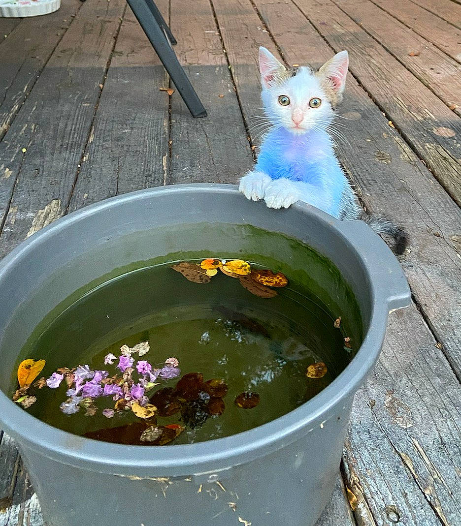 Blueberry is registered to the contest to win money with this photo: bucket, cat, felidae, pond, small_to_medium_sized_cats