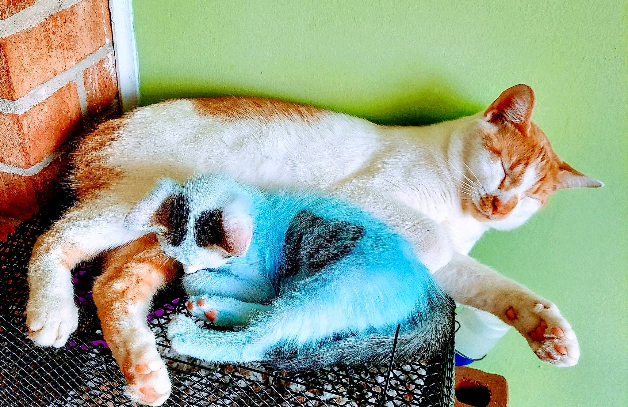 Blueberry joined the competition — help win amazing prizes! aegean_cat, american_wirehair, asian, carnivore, cat, domestic_short_haired_cat, european_shorthair, fawn, felidae, german_rex, kitten, mammal, nap, organism, paw, polydactyl_cat, small_to_medium_sized_cats, tail, turkish_van, whiskers