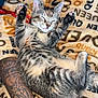 Gus Evans is registered to the contest to win money with this photo: kitten, cat, tabby, sleeping, paws, blanket, tattoo, arm, furry, cute, relaxing, cozy, pet, animal, indoor, striped, resting, soft, comfort, young