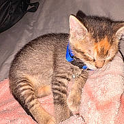 Gus Evans joined the competition — help win amazing prizes! kitten, cat, sleeping, collar, blue_collar, pet, feline, tabby, striped, fur, pink_blanket, blanket, soft, cozy, indoor, resting, animal, cute, young, small