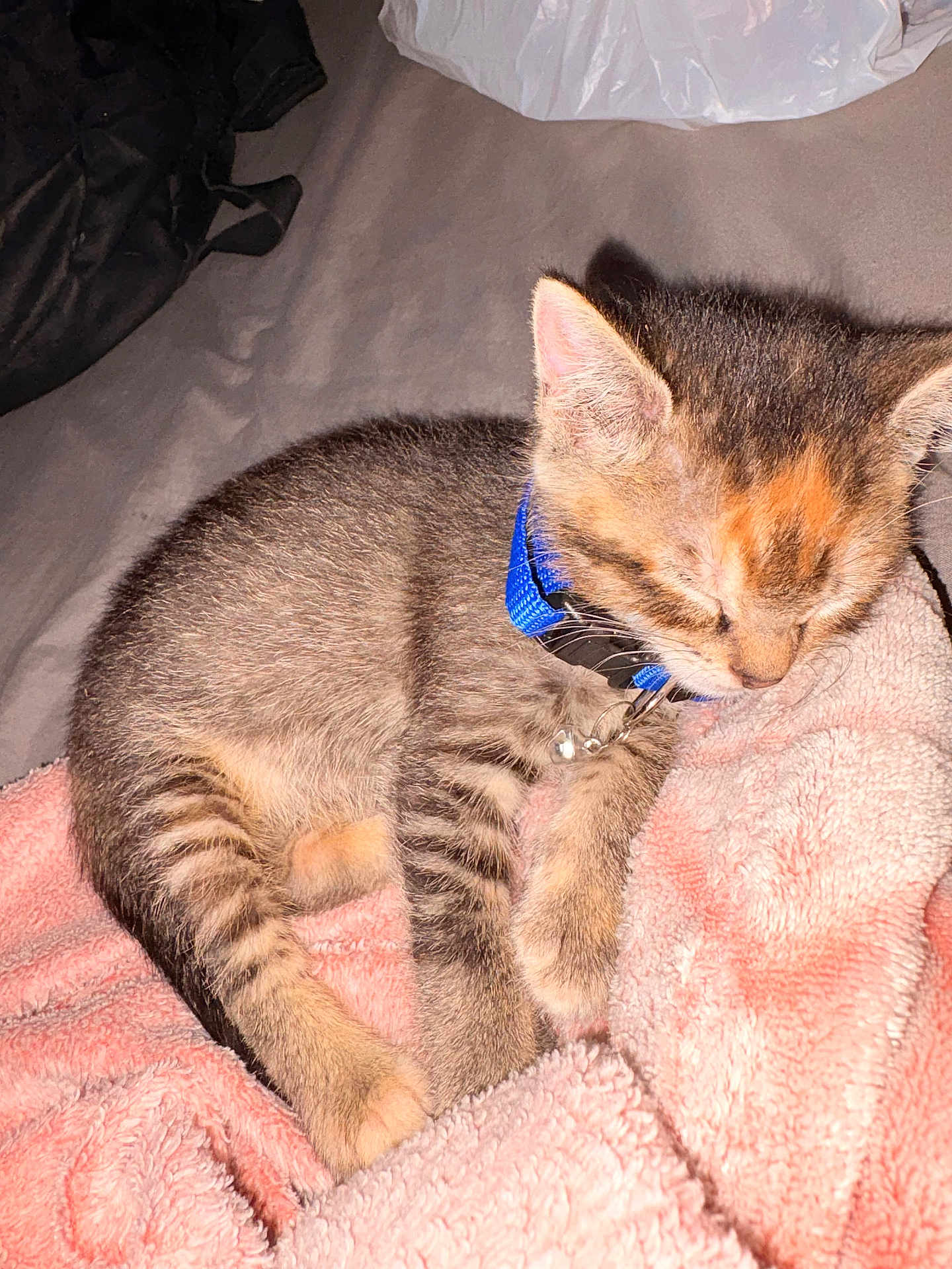 Gus Evans joined the competition — help win amazing prizes! kitten, cat, sleeping, collar, blue_collar, pet, feline, tabby, striped, fur, pink_blanket, blanket, soft, cozy, indoor, resting, animal, cute, young, small