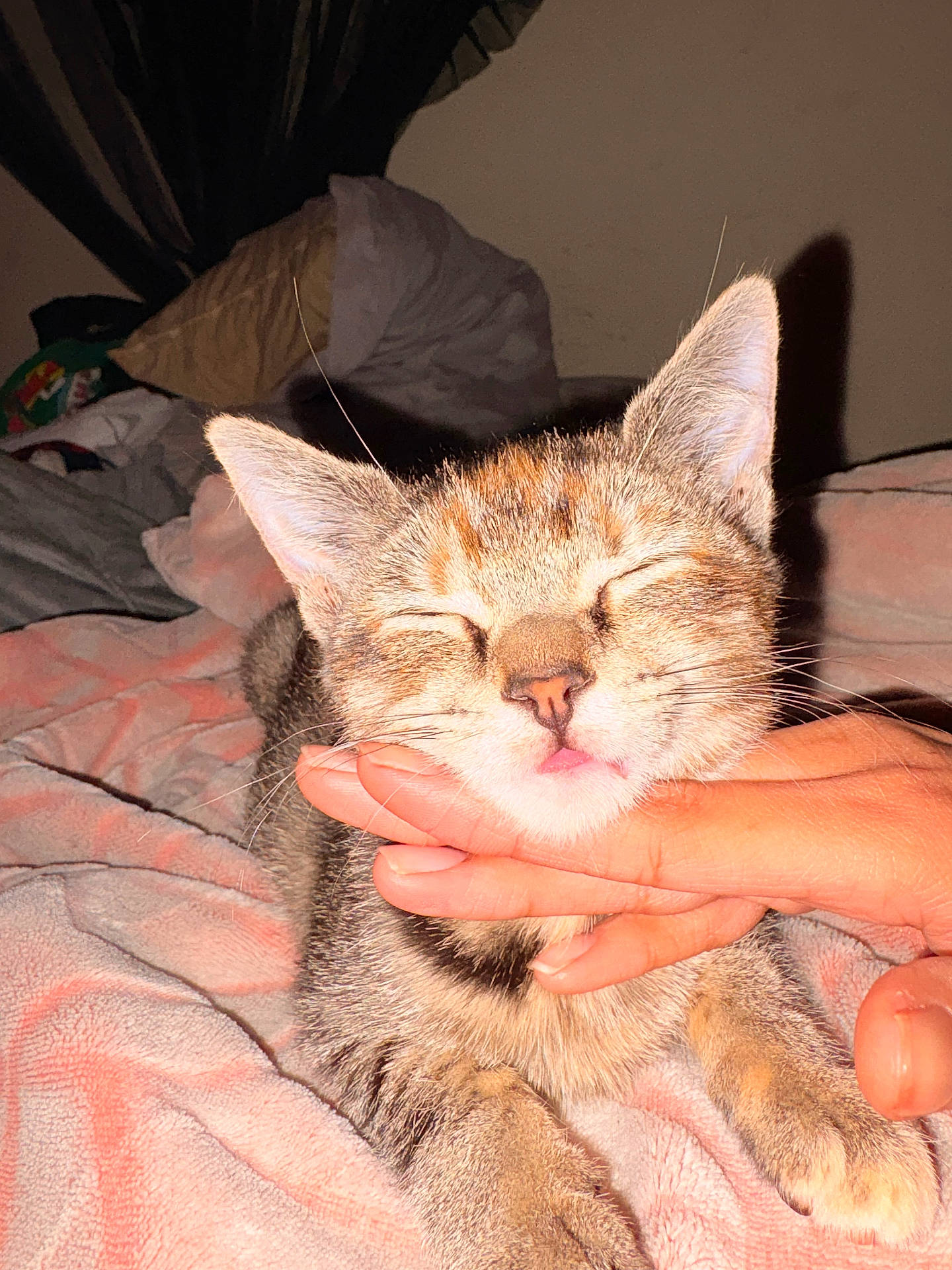 Gus Evans joined the competition — help win amazing prizes! blanket, cat, closeup, comfort, cozy, cute, domestic_animal, feline, fur, hand, indoor, kitten, paw, pet, pet_care, relaxation, resting, sleepy, soft, whiskers