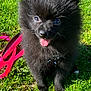 dog, puppy, pomeranian, black_fur, tongue_out, pink_leash, leash, grass, outdoor, close_up, pet, sitting, furry, ears, eyes, nose, happy, sunlight, harness, green_grass
