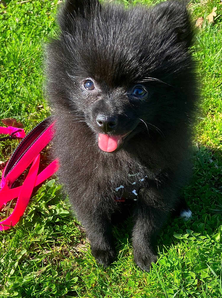 Betty participe au concours pour gagner de l'argent avec cette photo : dog, puppy, pomeranian, black_fur, tongue_out, pink_leash, leash, grass, outdoor, close_up, pet, sitting, furry, ears, eyes, nose, happy, sunlight, harness, green_grass