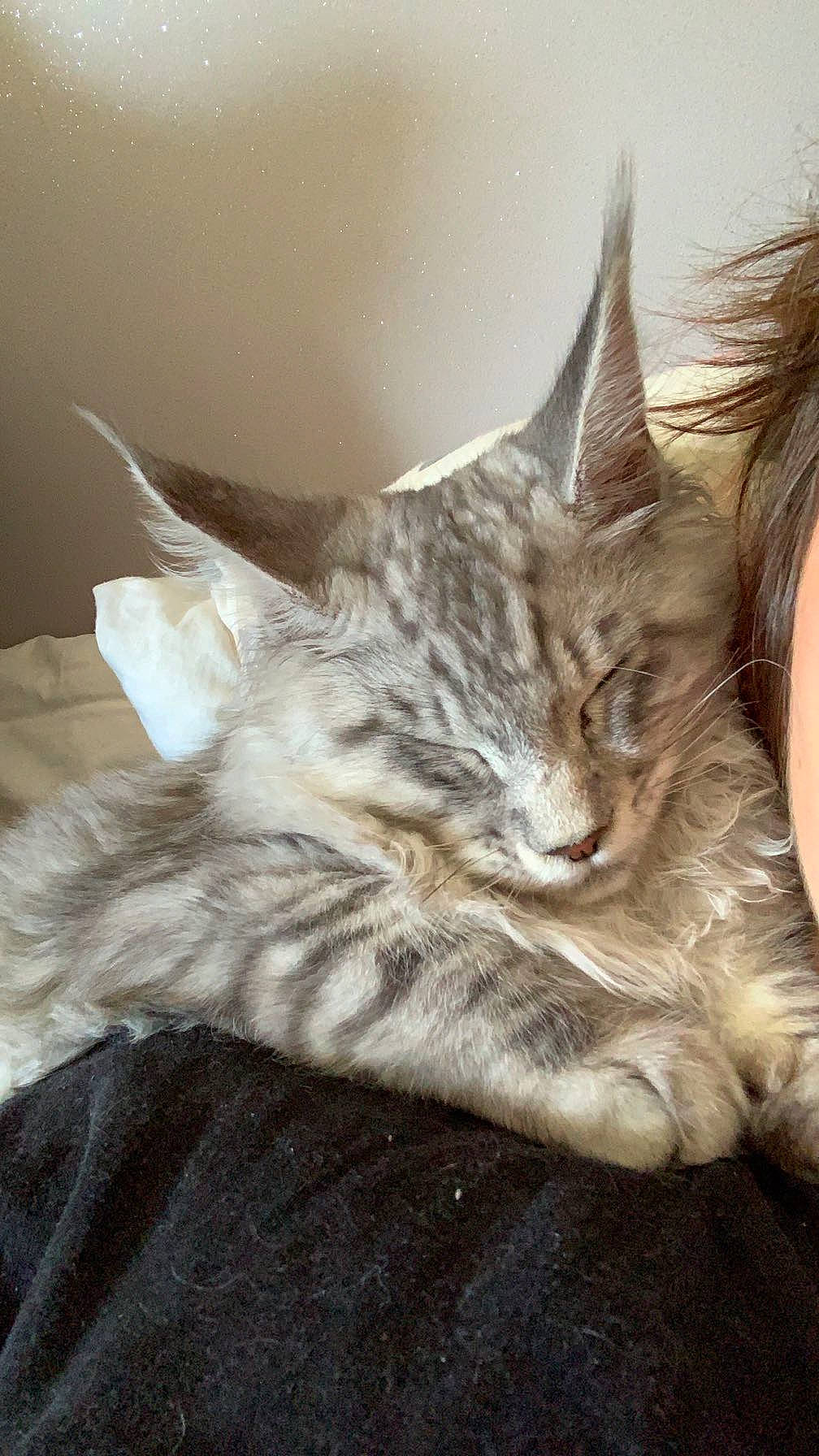 Tokyo participe au concours pour gagner de l'argent avec cette photo : carnivore, cat, claw, comfort, domestic_short_haired_cat, ear, felidae, fur, nap, paw, sitting, small_to_medium_sized_cats, snout, tail, tree, whiskers, window