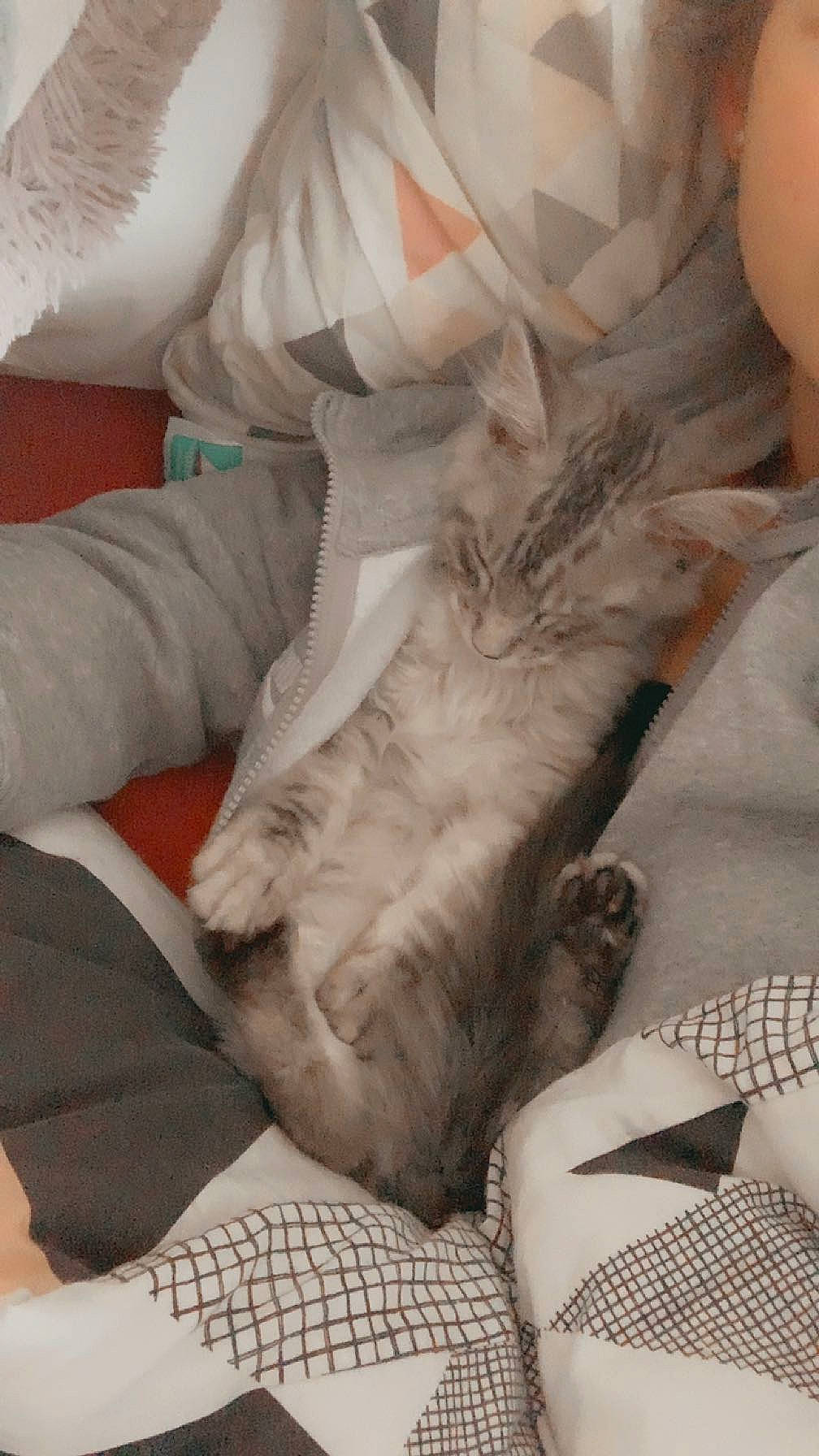 Tokyo participe au concours pour gagner de l'argent avec cette photo : bedding, carnivore, cat, comfort, companion_dog, dog_breed, duvet, felidae, fur, gesture, grey, human_leg, linens, paw, room, small_to_medium_sized_cats, sporting_group, tail, thigh, whiskers