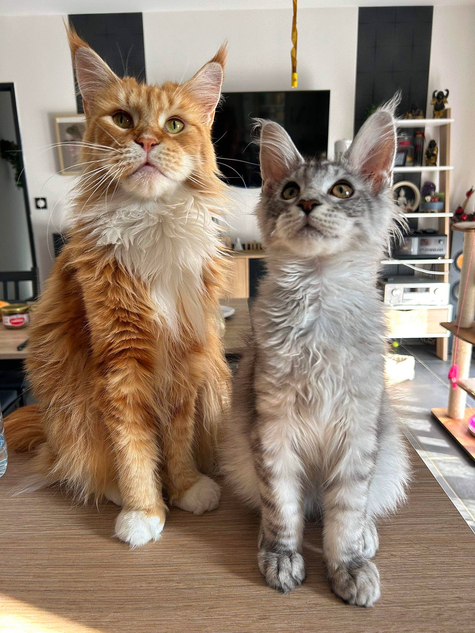 Tokyo a rejoint le concours — aidez-le/la à gagner de superbes lots ! bookcase, carnivore, cat, claw, comfort, domestic_short_haired_cat, felidae, fur, gesture, ladder, paw, shelf, shelving, small_to_medium_sized_cats, snout, tail, terrestrial_animal, whiskers