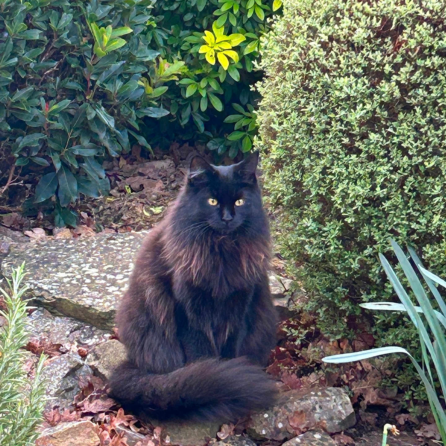 Ushka participe au concours pour gagner de l'argent avec cette photo : animal, black_cat, bushes, cat, flower, fluffy, fur, garden, leaves, nature, outdoor, pet, plants, quiet, rocks, sitting, tail, wildlife, yellow_eyes, yellow_flower