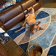 Reeces is registered to the contest to win money with this photo: animal, brown_dog, carpet, collar, dog, dog_bowl, floor, furniture, home, indoor, kibble, leather_couch, living_room, lying_down, pattern, pet, relaxed, resting, rug, wood_floor