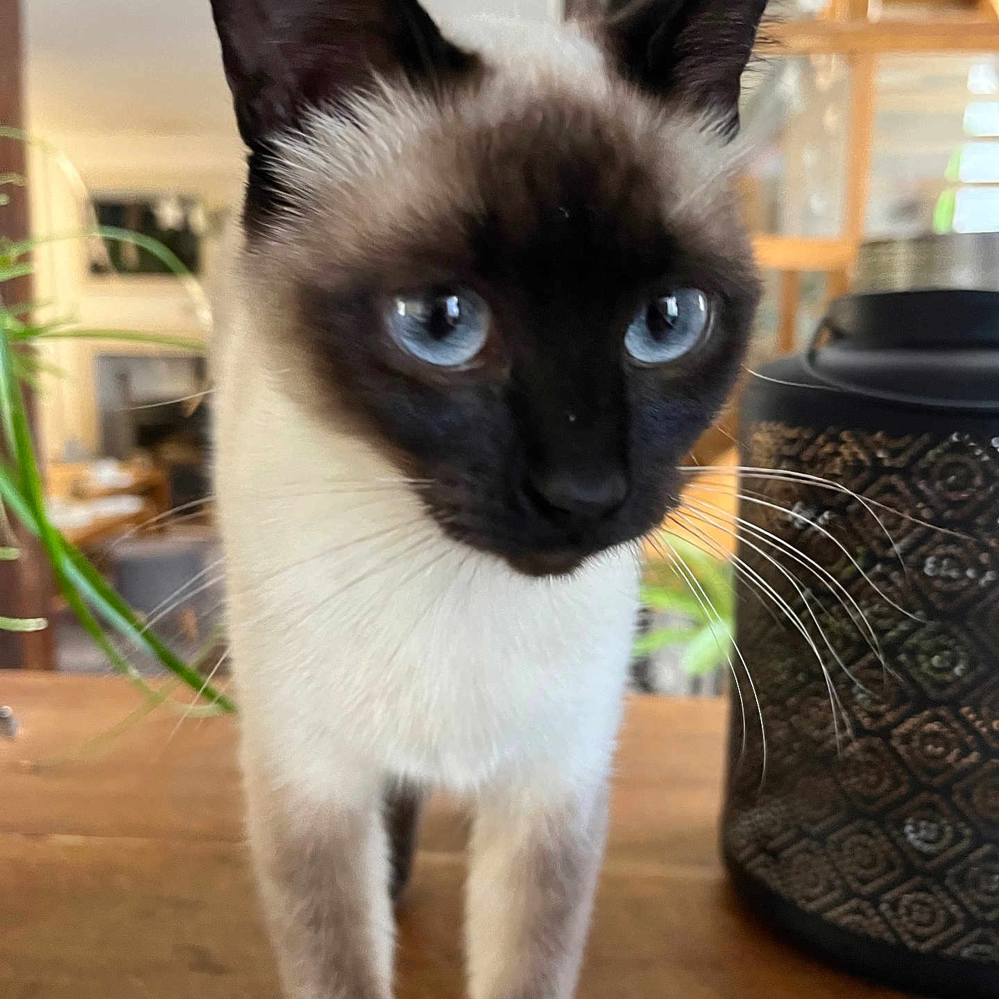 Nala a rejoint le concours — aidez-le/la à gagner de superbes lots ! animal, cat, kitten, pet, plant, pottedplant, siamese