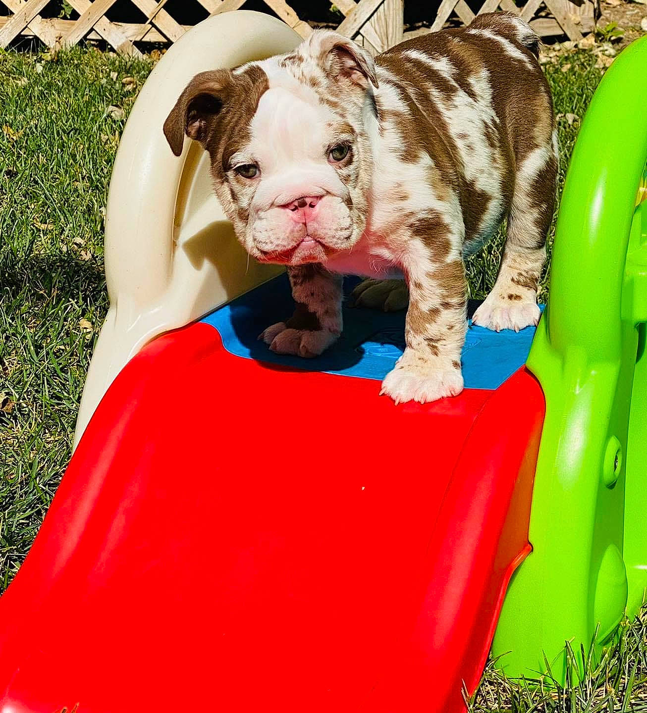 Creed joined the competition — help win amazing prizes! bengal_tiger, big_cats, carnivore, comfort, fang, felidae, fun, fur, grass, green, leisure, plant, playground, recreation, small_to_medium_sized_cats, snout, terrestrial_animal, tiger, whiskers, white