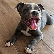 Bulma participe au concours pour gagner de l'argent avec cette photo : puppy, dog, gray_dog, tongue_out, happy, pet, animal, floor, wooden_floor, playful, cute, young_dog, smiling_dog, indoor, canine, four_legs, ears, teeth, white_paws, lying_down
