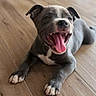 puppy, dog, gray_dog, tongue_out, happy, pet, animal, floor, wooden_floor, playful, cute, young_dog, smiling_dog, indoor, canine, four_legs, ears, teeth, white_paws, lying_down