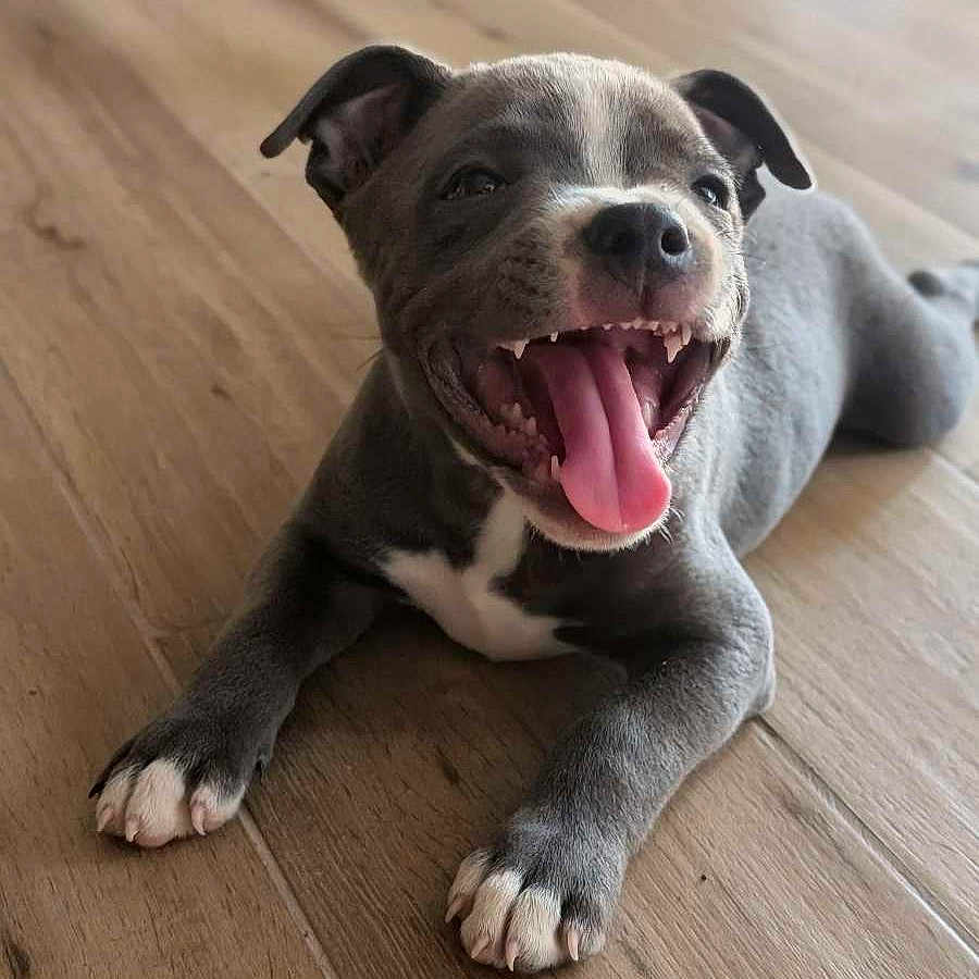 Bulma participe au concours pour gagner de l'argent avec cette photo : puppy, dog, gray_dog, tongue_out, happy, pet, animal, floor, wooden_floor, playful, cute, young_dog, smiling_dog, indoor, canine, four_legs, ears, teeth, white_paws, lying_down