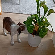 Gucci participe au concours pour gagner de l'argent avec cette photo : animal, brown_and_white, curious, dog, domestic_scene, flower_pot, furniture, green_leaves, home, houseplant, indoor, natural_light, pet, potted_plant, puppy, small_dog, sniffing, standing, white_wall, wooden_floor