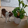 animal, brown_and_white, curious, dog, domestic_scene, flower_pot, furniture, green_leaves, home, houseplant, indoor, natural_light, pet, potted_plant, puppy, small_dog, sniffing, standing, white_wall, wooden_floor