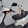 Gucci a rejoint le concours — aidez-le/la à gagner de superbes lots ! animal, black_seat, dog, ears, funny, fur, motor_scooter, motorcycle, outdoor, pet, photography, portrait, puppy, road_vehicle, scooter, seated, small_dog, transportation, vehicle, white_wall