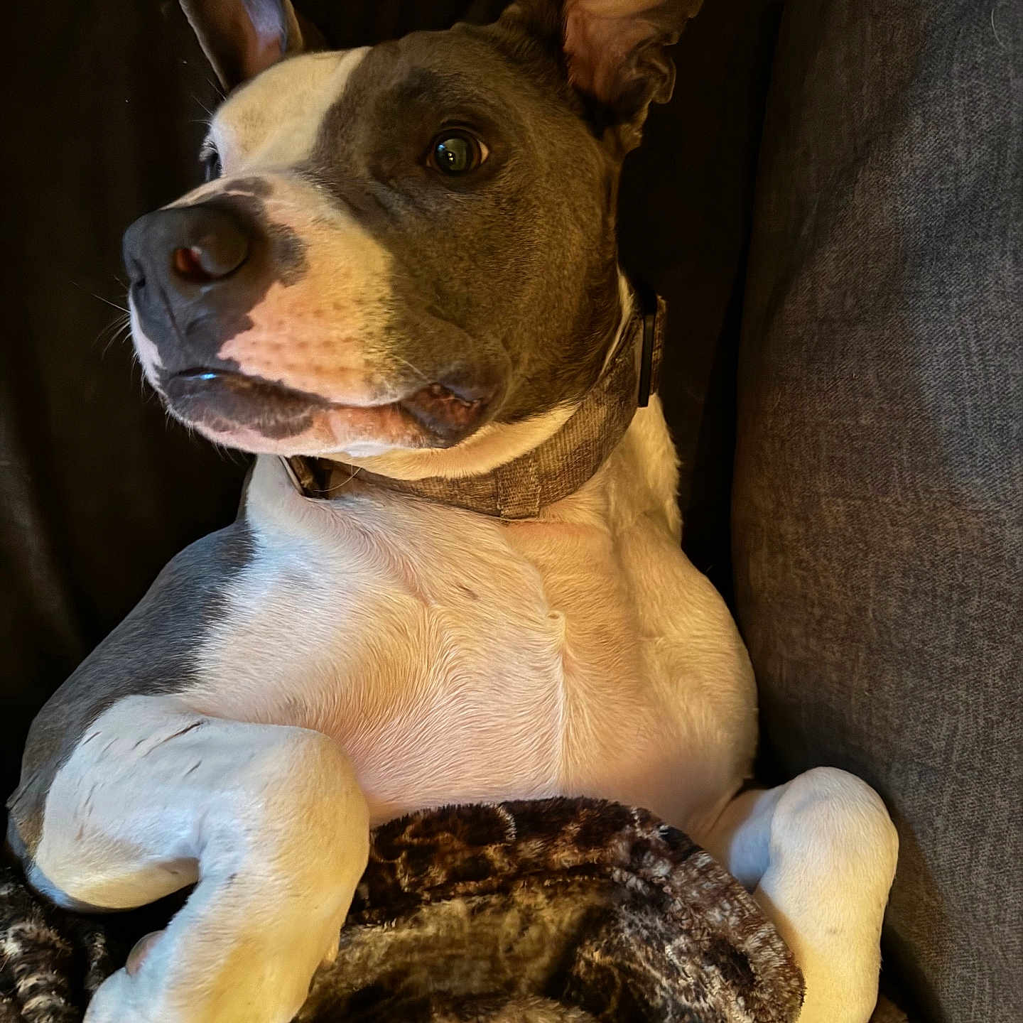 Mickey joined the competition — help win amazing prizes! animal, armchair, beagle, bulldog, canine, chair, couch, cushion, dog, face, frenchbulldog, furniture, head, hound, labradorretriever, person, pet, pitbull, pointer, puppy