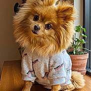 Rosy And Nilex is registered to the contest to win money with this photo: adorable, big_eyes, cozy, cute, dog, fluffy, fur, head_tilt, indoors, paws, pet, plant, pomeranian, portrait, potted_plant, sitting, small_dog, sweater, window, wooden_table