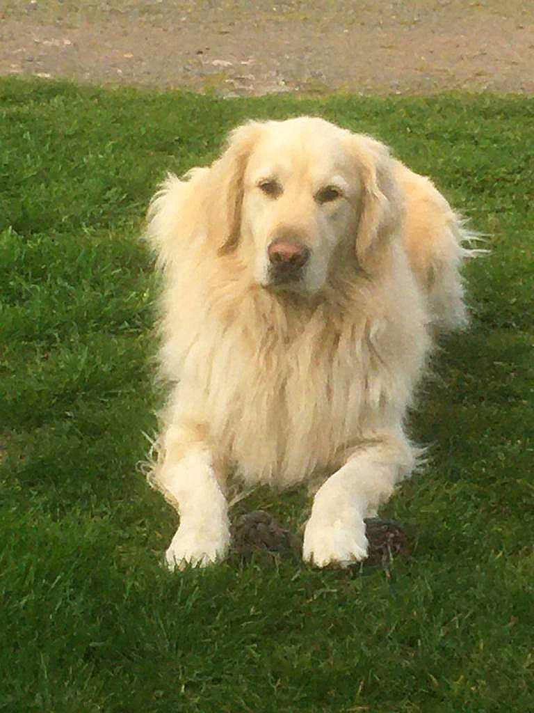 Obi Wan a rejoint le concours — aidez-le/la à gagner de superbes lots ! biting, canidae, carnivore, companion_dog, dog, dog_breed, gas, grass, gun_dog, livestock_guardian_dog, polish_tatra_sheepdog, slovak_cuvac, snout, sporting_group, terrestrial_animal, working_dog