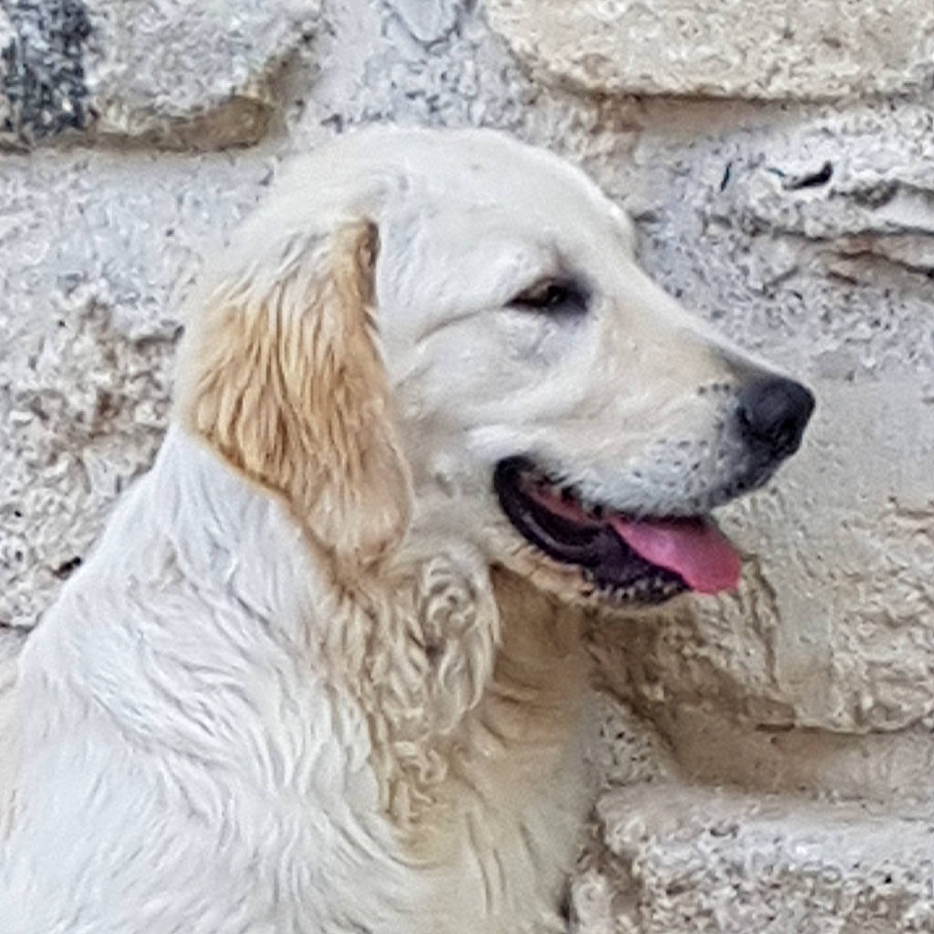 Obi Wan participe au concours pour gagner de l'argent avec cette photo : canidae, carnivore, companion_dog, dog, dog_breed, fang, fawn, fur, golden_retriever, gun_dog, natural_material, pet_supply, snout, sporting_group, terrestrial_animal, whiskers, working_animal, working_dog