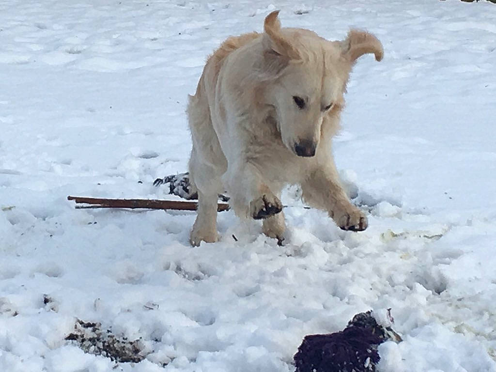 Obi Wan a rejoint le concours — aidez-le/la à gagner de superbes lots ! arctic, carnivore, companion_dog, dog, dog_breed, freezing, glacial_landform, ice_cap, polar_ice_cap, snow, terrestrial_animal, winter, working_animal, working_dog