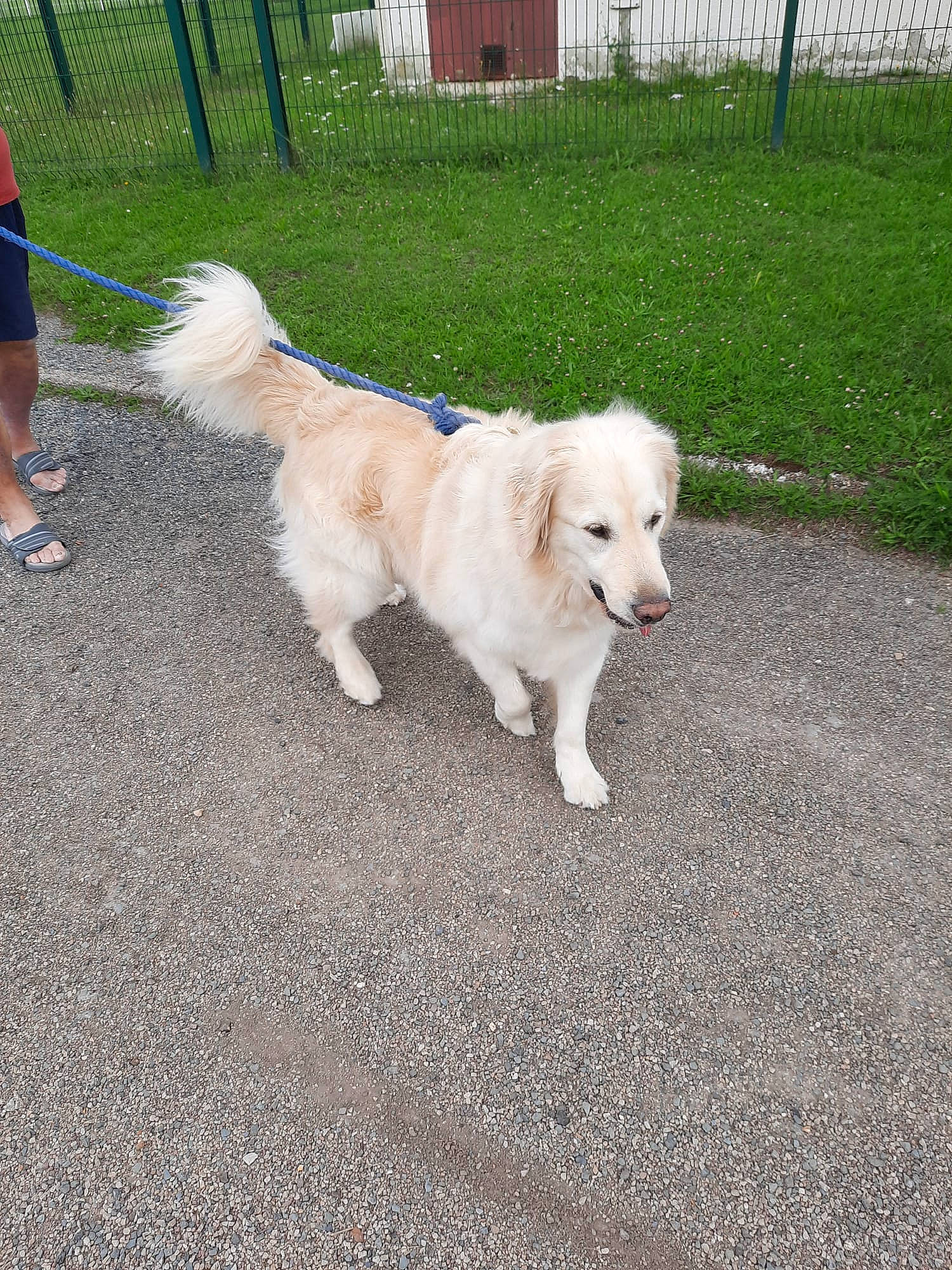 Obi Wan a rejoint le concours — aidez-le/la à gagner de superbes lots ! canidae, carnivore, companion_dog, dog, dog_breed, fence, grass, polish_tatra_sheepdog, road_surface, sandal, shorts, slovak_cuvac, sporting_group, tail, working_animal