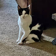 Willy is registered to the contest to win money with this photo: black_and_white_cat, carpet, cat, cozy, cute, domestic_animal, ears, eyes, feline, furniture, home, indoor, looking_at_camera, paws, pet, polka_dot, portrait, shadow, sitting, tail