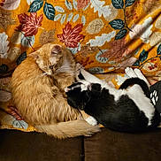 Willy N Cowboy joined the competition — help win amazing prizes! animal, autumn_leaves_pattern, black_and_white_cat, blanket, cat, cats, companion, couch, cozy, curled_up, cute, friendship, fur, indoor, orange_cat, pet, relaxation, resting, sleeping, whiskers