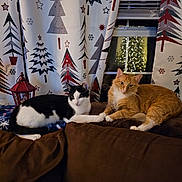 Willy N Cowboy is registered to the contest to win money with this photo: cat, black_and_white_cat, orange_cat, couch, blanket, curtains, window, christmas_tree, holiday_decor, indoor, pets, feline, resting, cozy, paw_touch, lantern, brown_furniture, night, soft_lighting, relaxed