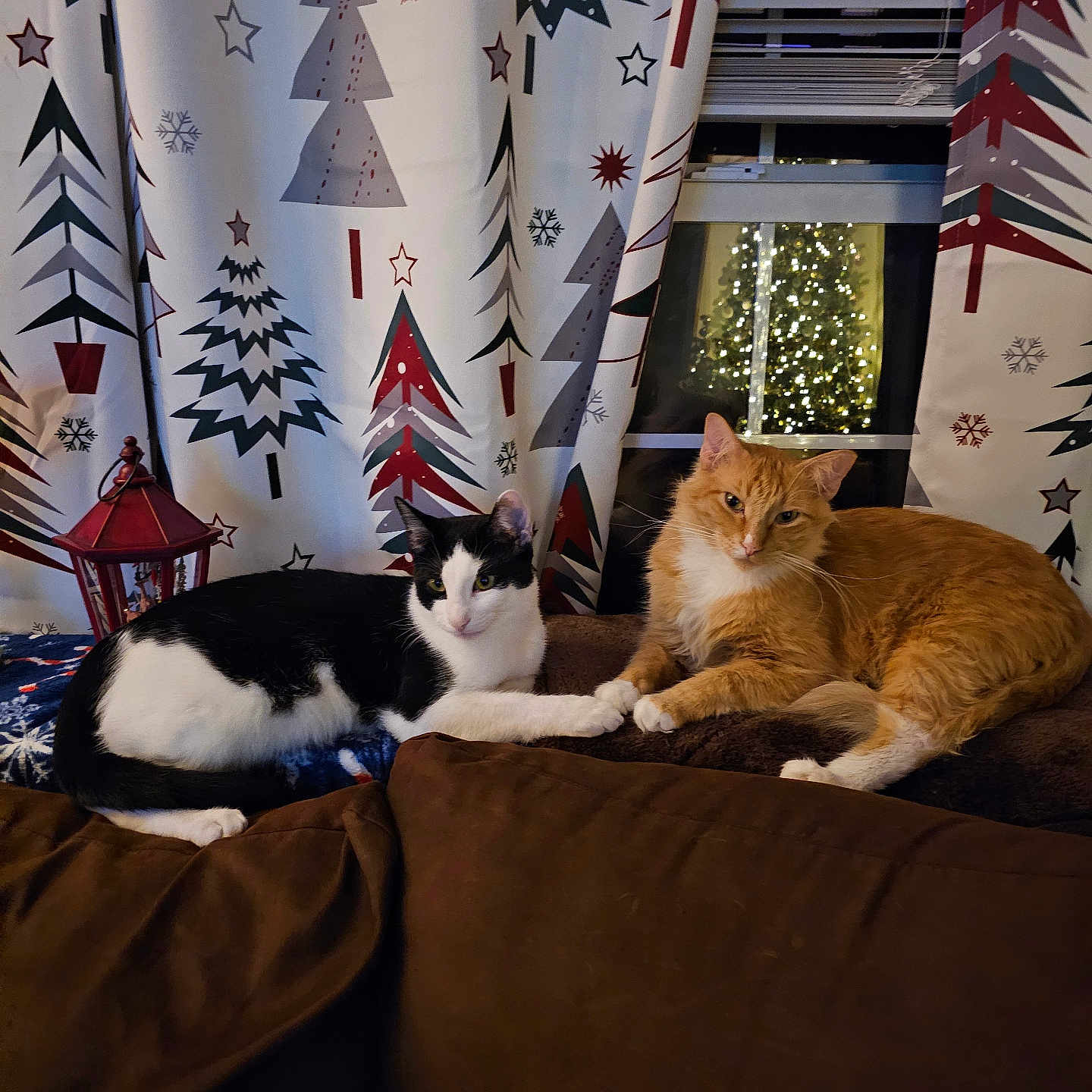 Willy N Cowboy is registered to the contest to win money with this photo: black_and_white_cat, blanket, brown_furniture, cat, christmas_tree, couch, cozy, curtains, feline, holiday_decor, indoor, lantern, night, orange_cat, paw_touch, pets, relaxed, resting, soft_lighting, window