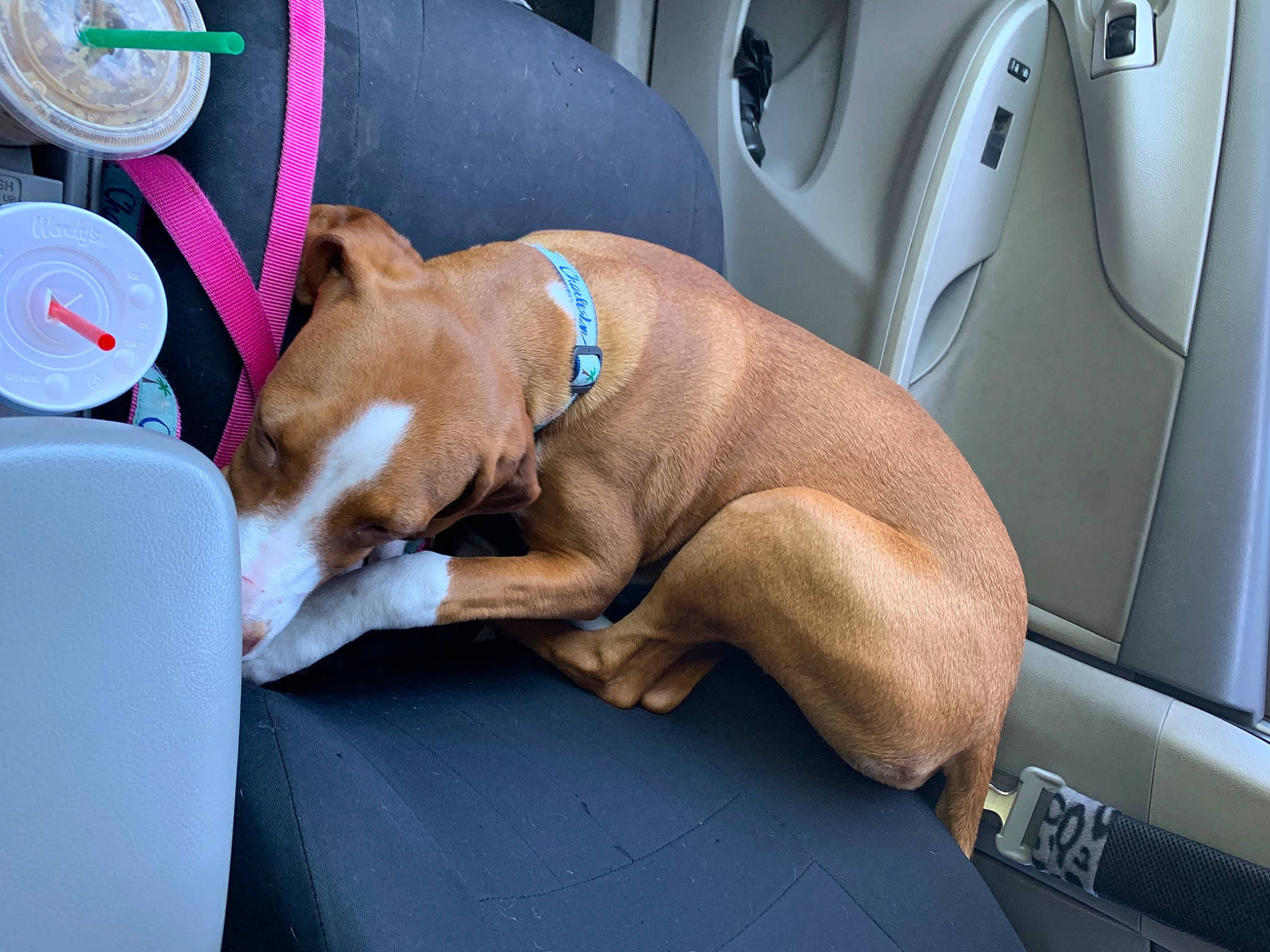 Charlie Of Charleston is registered to the contest to win money with this photo: canidae, car_seat, carnivore, dog, dog_breed, fawn, olde_english_bulldogge, snout, sporting_group