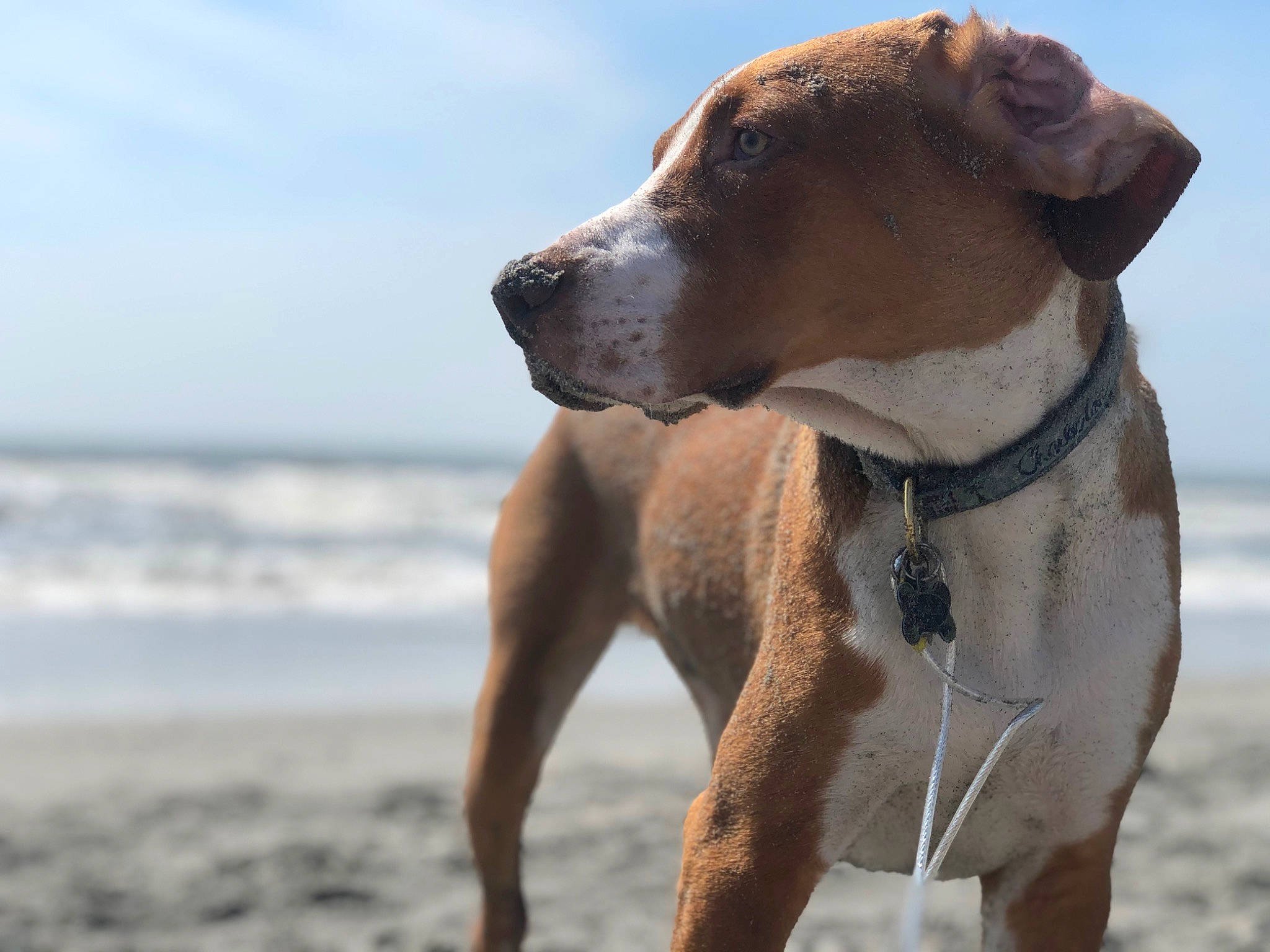Charlie Of Charleston joined the competition — help win amazing prizes! alano_espanol, alaunt, american_pit_bull_terrier, american_staffordshire_terrier, ancient_dog_breeds, bully_kutta, canidae, carnivore, catahoula_bulldog, cordoba_fighting_dog, dog, dog_breed, fawn, mammal, non_sporting_group, perro_de_presa_canario, rare_breed_dog, sporting_group, vertebrate
