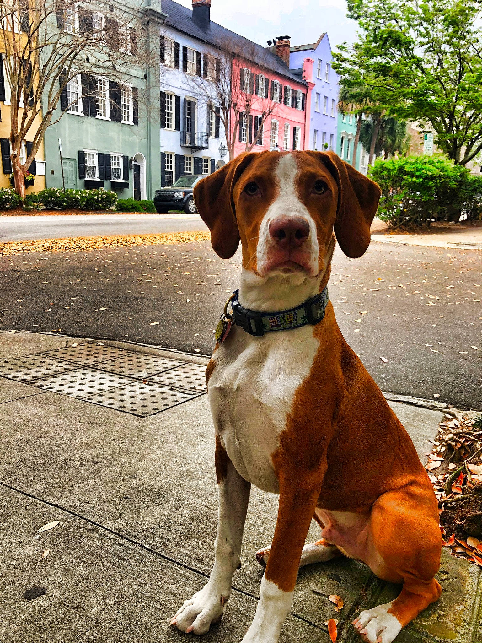 Charlie Of Charleston is registered to the contest to win money with this photo: braque_saint_germain, canidae, carnivore, companion_dog, dog, dog_breed, dog_collar, fawn, hound, hunting_dog, leash, mammal, pointer, pointing_breed, posavac_hound, rare_breed_dog, snout, sporting_group, vertebrate