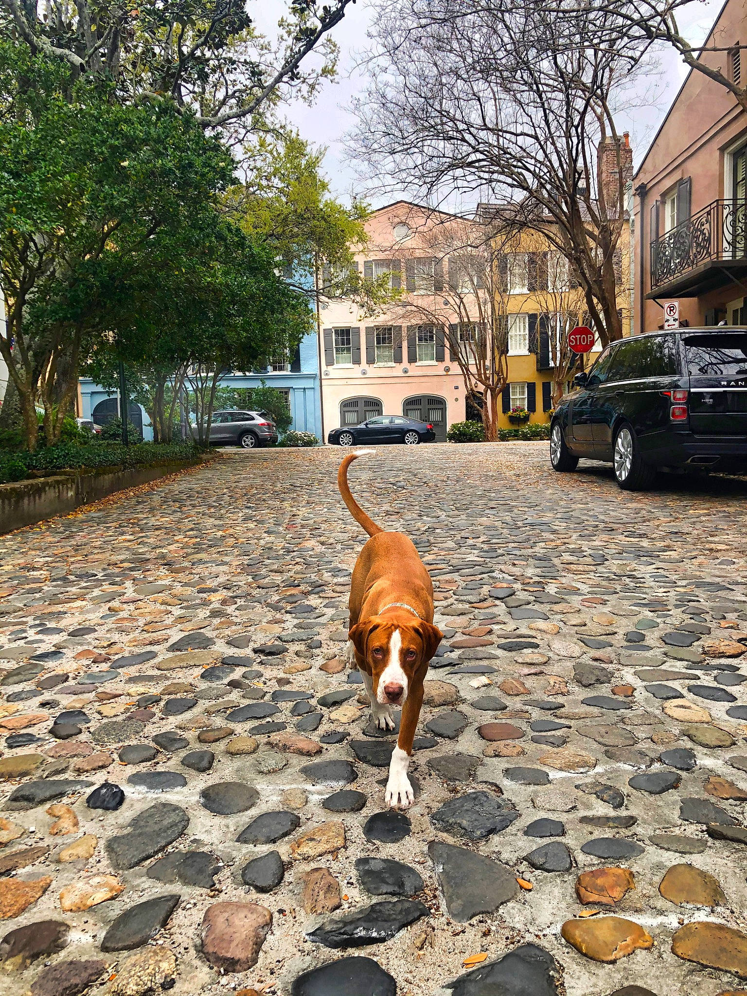 Charlie Of Charleston is registered to the contest to win money with this photo: canidae, car, carnivore, cobblestone, dog, dog_breed, fawn, felidae, flooring, infrastructure, leash, neighbourhood, road, road_surface, sidewalk, street, street_dog, tail, tree, vehicle
